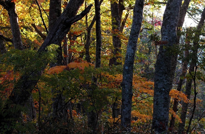ブナの原生林の中の美しいモミジの光景です。「森のダム」とも称されるブナの木の豊富な貯水量は、かつて製材所でブナの木にかかわって働いてきた中で驚くほど感じた、かけがえのないブナの木の素晴らしい出来事でした(2025年10月15日)。