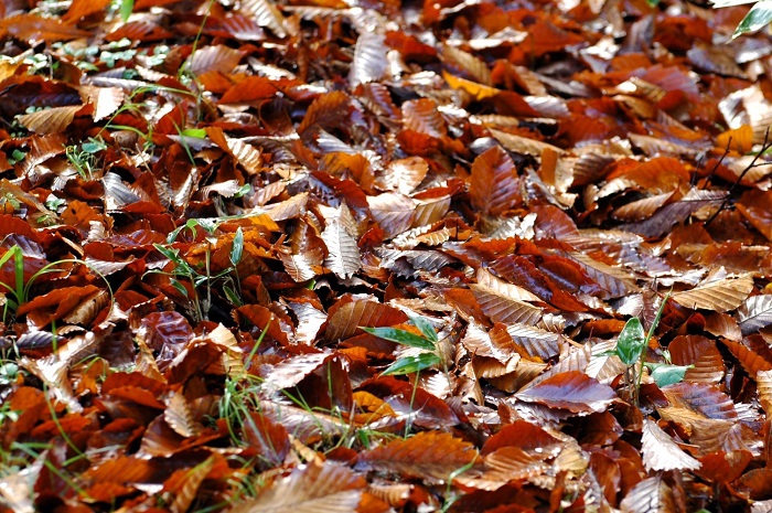 紅葉、紅葉といっている間にも、落ち葉は広大に広がりを見せ、季節の移り変わりの速さを感じる光景です。落ち葉の後には、雪の季節が控えていますね(2025年10月15日)。