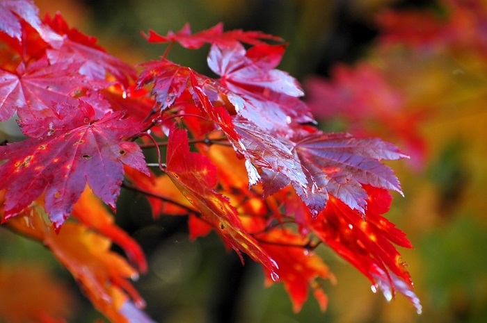 一日でまるで違う光景に移り変わる姿が見られるのも紅葉の凄い所でもあると思いますが、自然の季節の流れというものは、本当に早いものです(2025年10月15日)。