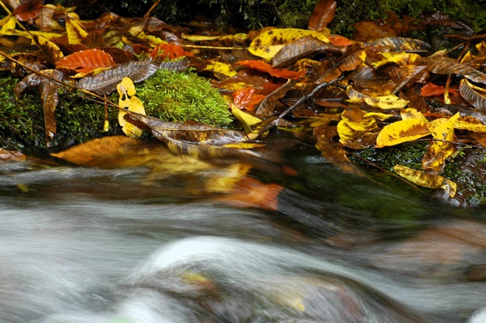 広大なブナの原生林でさらに浄化された、かけがえのない清らかな清流のそばには落ち葉の面積が日毎に増えて、秋の深まりを感じる光景です(2025年10月15日)。