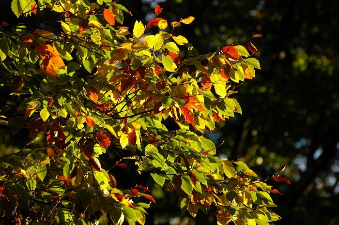 今年のブナの木の紅葉は予想以上に綺麗で美しく、ブナの木の紅葉の姿を見るのが本当に楽しい日々でした(2025年10月15日)。