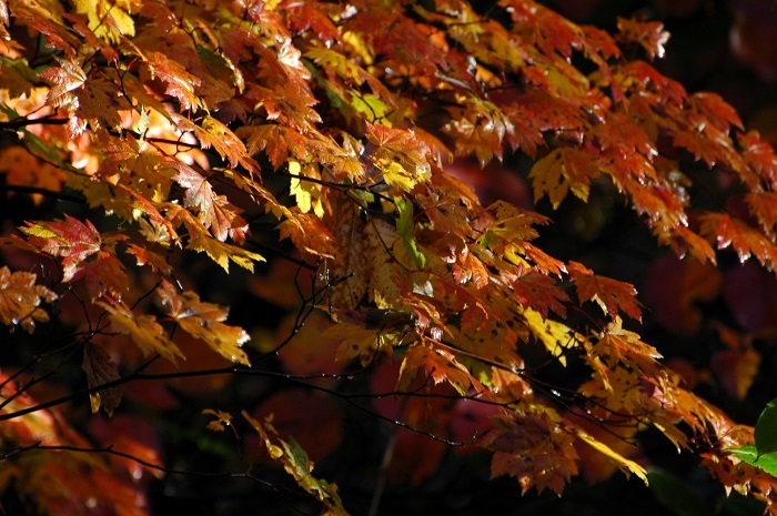 光と紅葉の成す光景には、本当に心洗われるものがあります(2025年10月15日)。