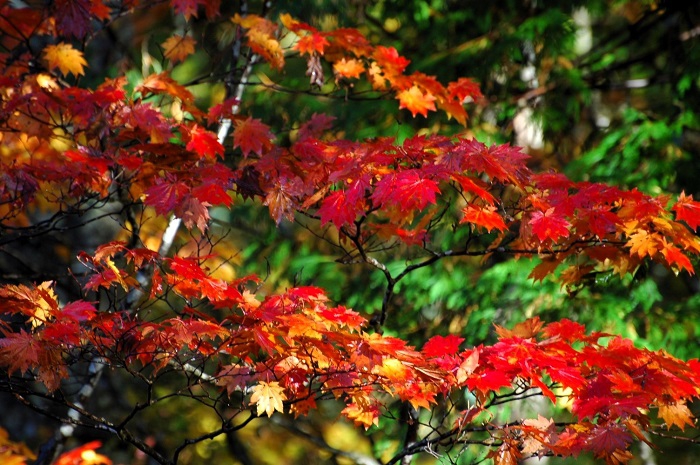奥の方はまだ緑の光景です。如何に最近の紅葉が遅れてやってくるかがわかるかのような光景ですが、紅葉の最盛期は、いつの間にか、突然訪れてくるものです(2025年10月15日)。
