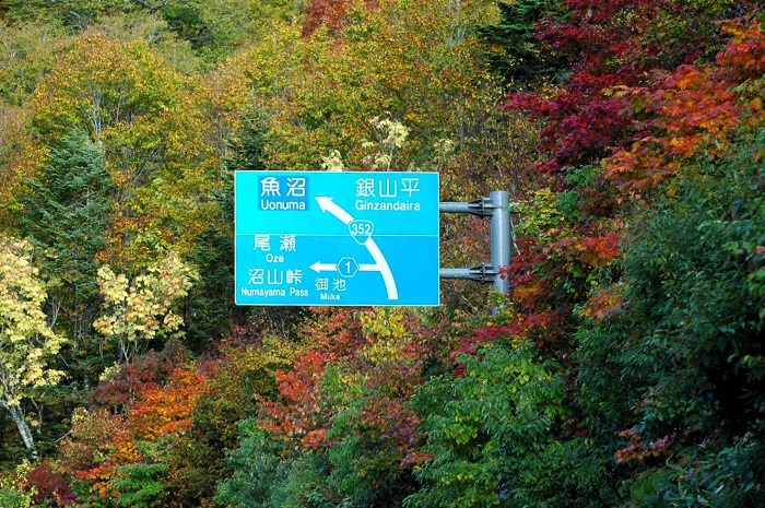 尾瀬御池登山口のここの標高は、約1500mですが、多くの原生林が赤や黄色の紅葉に染まり始めています(2025年10月15日)。