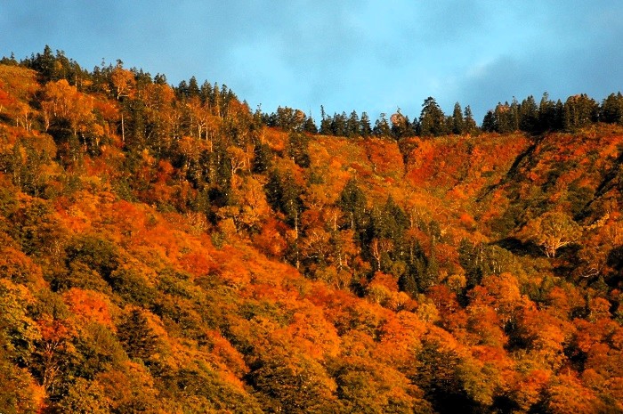 会津駒ケ岳(標高2132.4m)のキリンテ登山口から御池登山口間の尾根伝いの紅葉の光景です。標高2000m付近の紅葉はこの頃真っ赤な紅葉の最盛期の姿が広がっておりました(2025年10月15日)。