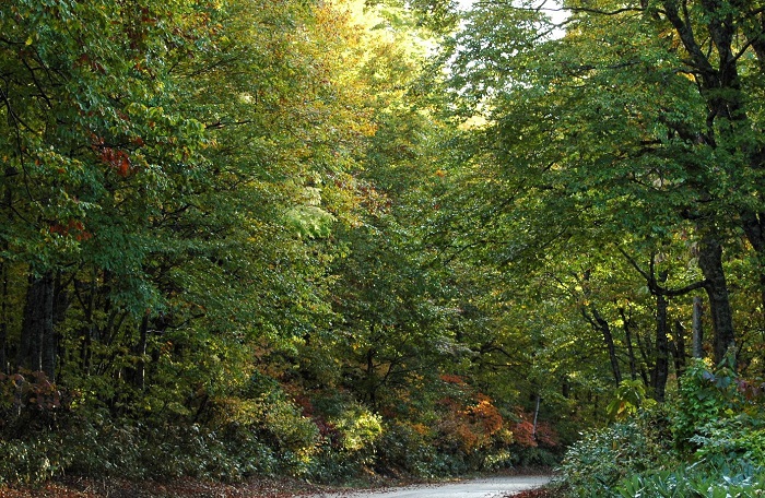 10月半ばにしてこの緑の風景。ブナ平下部(標高約1300m付近)の光景ですが、いかに近年の紅葉が遅れてやってくるかがわかるような風景に、驚いた日々もありました(2025年10月15日)。