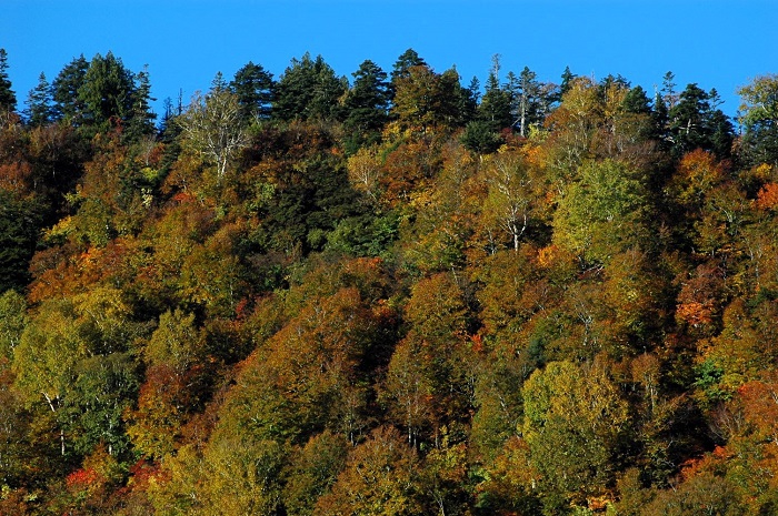 燧ケ岳(標高2356m)の広沢田代下あたりの紅葉が見頃を迎えてきたのがこの頃でした(2025年10月15日)。