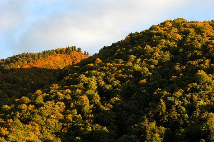 標高の高い所から低い所へと紅葉に染まってゆきますが、標高1500mから上あたりでは、紅葉の最盛期が近づきつつある光景がこの頃から見られました(2025年10月15日)。