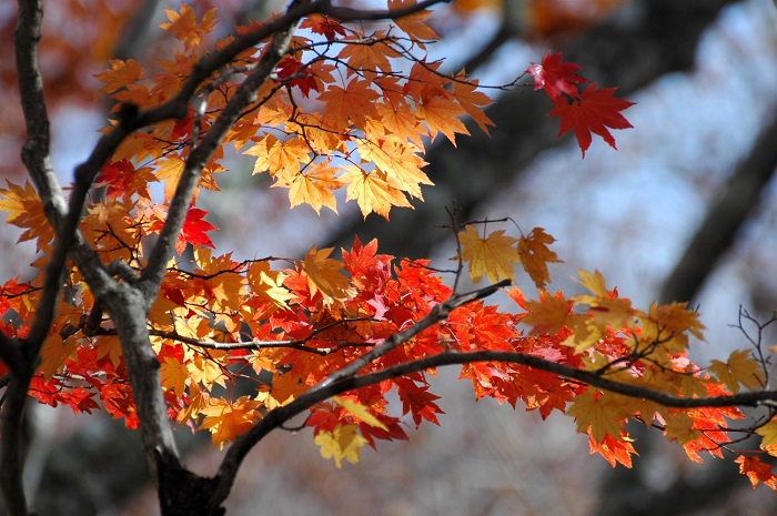 最盛期を迎えたモミジ、落葉も始まったモミジと、本当に様々な紅葉のシチュエーションが見られたのがこの日でした(2025年10月29日)。