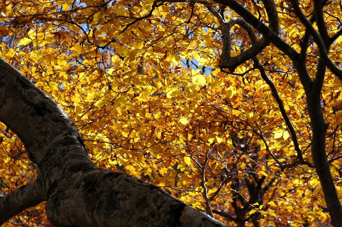 尊く、かけがえのない大自然の母とも称される、ブナの木。高度経済成長の発展の陰で、本当に多くのブナの木が伐採されていった歴史の代償が、河川の洪水や森林の崩壊など様々な自然災害へとつながっていったことは、本当に悲しいことです(2025年11月2日)。