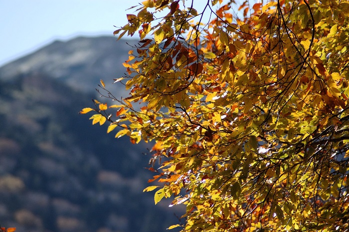 ブナの木の紅葉の奥に、玉子石と万年雪で有名な日本100名山・平ヶ岳(標高2141m)の姿を望んで(小沢平ブナ樹海ラインにて・2025年10月24日)。