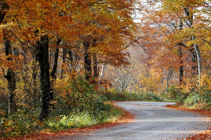 ブナ平上部では落葉の光景が見られ、ここブナ平下部では、本当に鮮やかな紅葉の光景が見られました(2025年10月29日)。