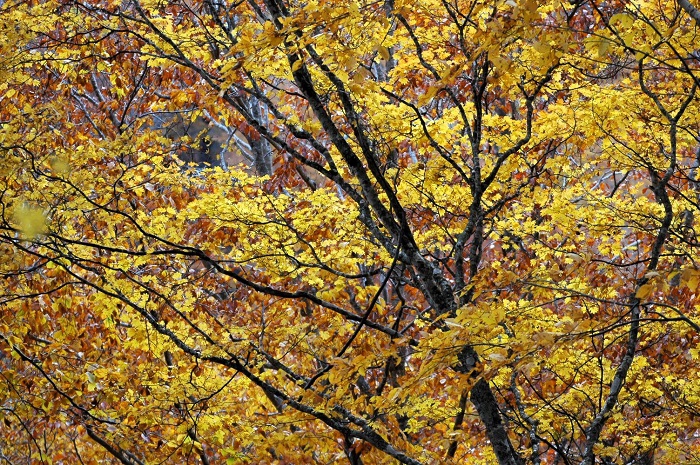 紅葉の最盛期を迎えた、小沢平ブナ樹海ラインの紅葉は、まさに、最高の秋の輝きを感じさせる光景でした(2025年11月2日)。
