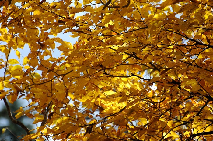 今年のブナの木の紅葉の輝きは、2年前の紅葉と同じく素晴らしいものでした(2025年11月2日)。