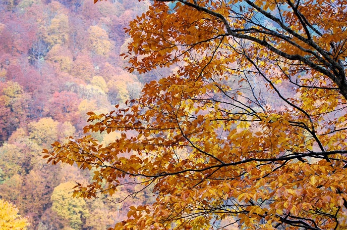 檜枝岐村内を出発し、尾瀬ブナ坂から始まり、尾瀬ブナ平を経て、小沢平ブナ樹海ラインへと続く広大なブナ樹海ラインの大自然の紅葉は、会津駒ケ岳(標高2132.4m)や燧ケ岳(標高2356m)の麓を通る、四季折々の自然景観を望む樹海ラインです(2025年11月2日)。