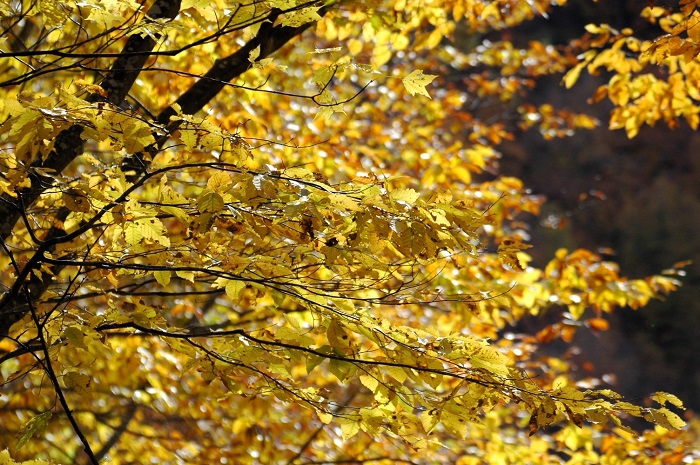 秋の日の光に輝く、ブナの葉の光景です。大自然の輝く姿はまさに芸術であり、人間では到底届くことのできない地球の美しい姿であると思います(2025年11月2日)。