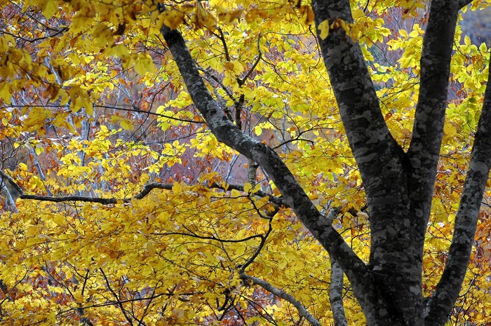 ブナの木は多くの水分を蓄えているため、本当に重たい樹木です。一番重量があるのは、楢(ナラ)の木になるかと思います。ナラの木の次に重たいのが、ブナの木であったと思います。シオジや銘木の多い栃の木などもとても重たい樹木です(2025年11月2日)。