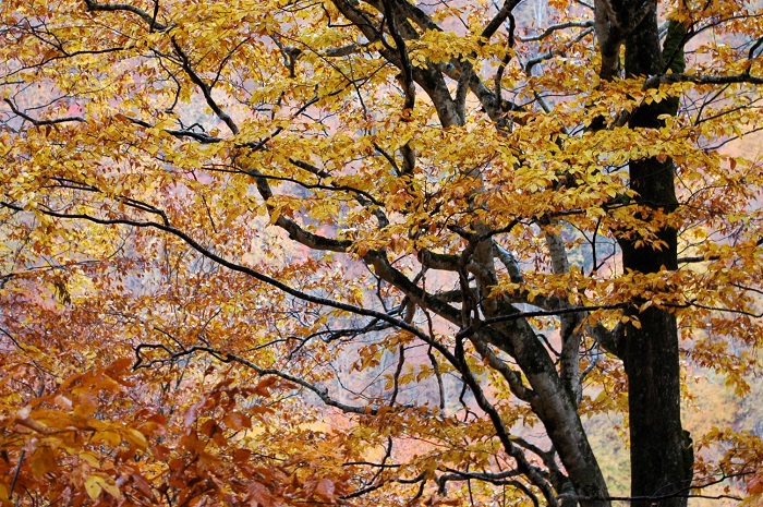 四季の大自然の厳しさの中で育つ原生林のブナの木の枝は、美しい曲がりの枝ぶりを見せ、枝の先端は、本当に細く輝くなど、芸術的な輝きを見ることができます。秋のキノコであるブナハリタケはこのブナの木ですが、真っ白で、おいしいキノコです(2025年11月2日)。
