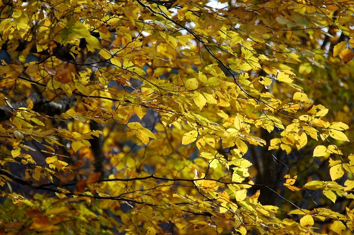 このブナの木や様々な落葉樹の葉が、無尽蔵に落葉していった後のふかふかな登山道や原生林内の大地の腐葉土の中に足を踏み入れた時も、大自然の四季のかけがえのない凄さを感じるひと時です(2025年11月2日)。