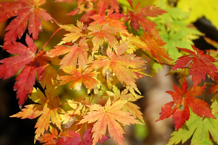 モミジの木の内部はとても赤く、そしてとても固い樹木です。この日のモミジの紅葉が紅葉の最盛期を物語っているようでした(2025年11月2日)。