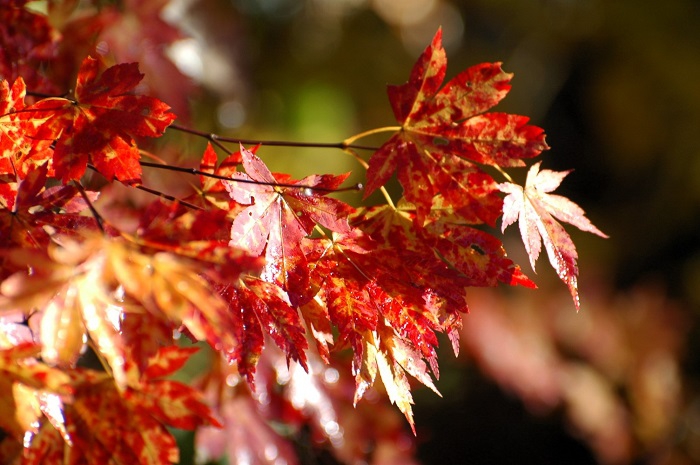 尾瀬ブナ坂の紅葉もこの雪の日を境にほぼ落葉を迎えましたが、この日のモミジの輝きは本当に美しく綺麗でした(2025年11月4日・7時32分)。