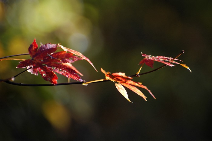 尾瀬ブナ坂の紅葉もこの雪の日を境にほぼ落葉を迎えました(2025年11月4日・7時30分)。