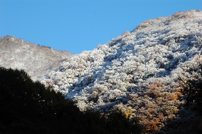 檜枝岐村・ヨナゴ地区より、会津駒ケ岳・キリンテ登山口方面の雪景色とこれから最盛期を迎えるであろう紅葉の姿を望んで(2025年11月4日・7時21分)。