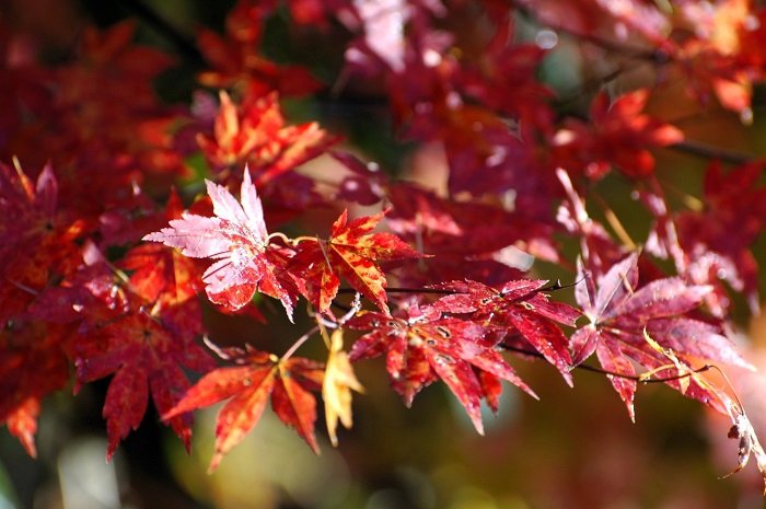 雪景色に移り変わっていた景観の中で、鮮やかな紅葉の姿を魅せていたモミジの美しさは本当に素晴らしいものでした(2025年11月4日・7時28分)。