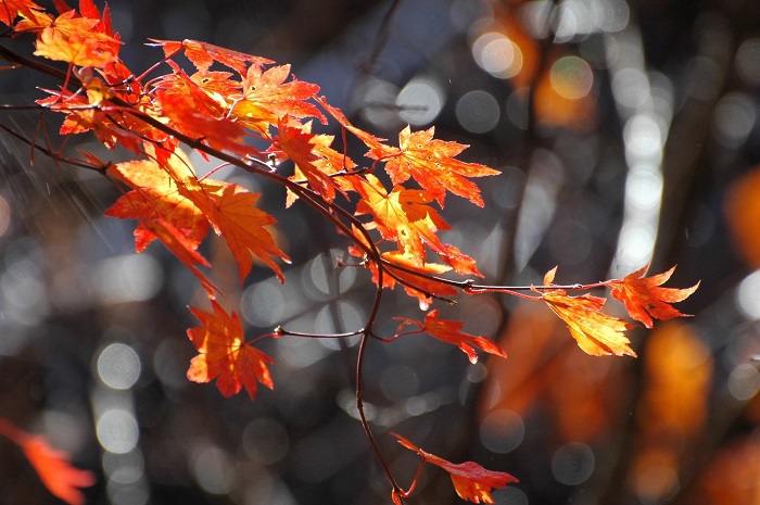 この翌日には、もう落葉の姿となっていた、このモミジ。紅葉の最後の輝き、本当に素晴らしかった(2025年11月4日・7時38分)。