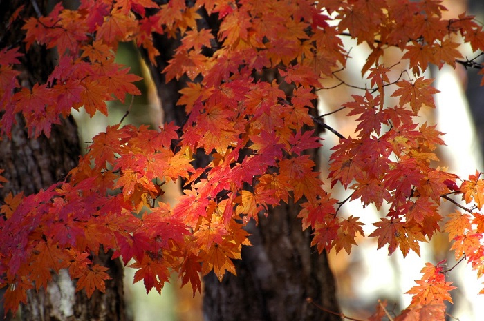 雪景色の中で見る、真っ赤なモミジの秋の姿。この日の朝はモミジの姿に心洗われるような朝でした(2025年11月4日・7時36分)。