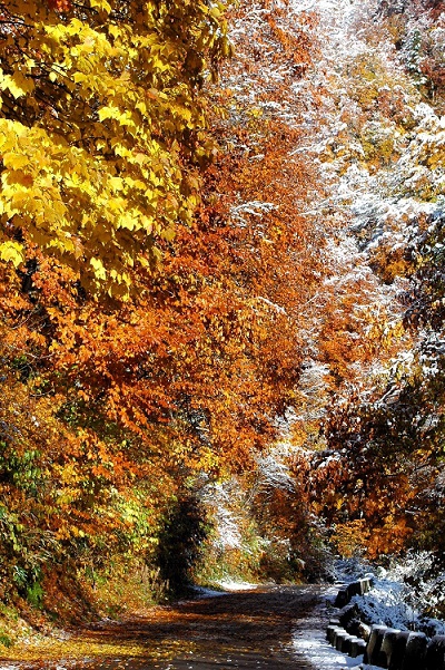 まさに晩秋の紅葉の最盛期を迎えていた尾瀬ブナ坂も、一晩にして多くの水分を含んだ雪と紅葉の景観に移り変わっておりました(2025年11月4日・7時50分)。