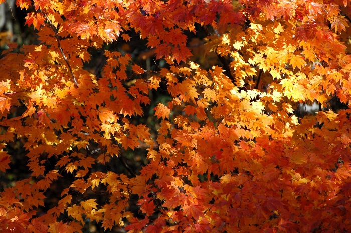 このモミジも、翌日には、落葉の姿に変わっていましたが、春の新緑から秋の最後の紅葉の景観まで、四季を通して素晴らしい輝きを見ることができて、本当に嬉しく、感無量だった(2025年11月4日・7時45分)。