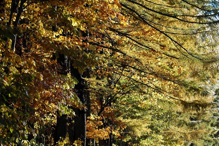 カラマツの紅葉は、本番はまだこれからという光景でした(2025年11月4日・7時34分)。