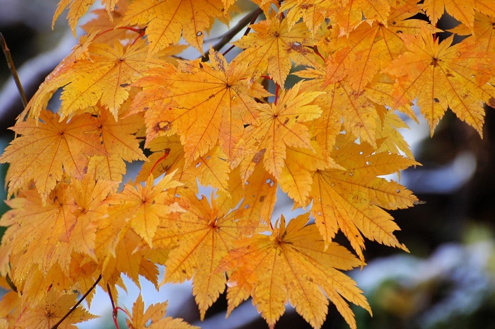 山々が雪景色に覆われる中、残っていた黄色のモミジは、本当に美しい姿でした。しかし翌日見ると落葉の姿に移り変わっておりました(2025年11月4日・7時57分)。