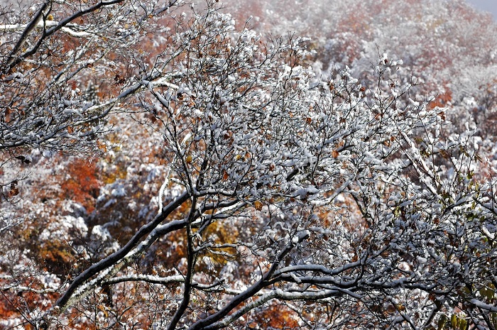 紅葉と白銀の雪景色に染まった尾瀬ブナ坂。秋と冬という2つの四季の姿を見ているようでした(2025年11月4日・7時54分)。