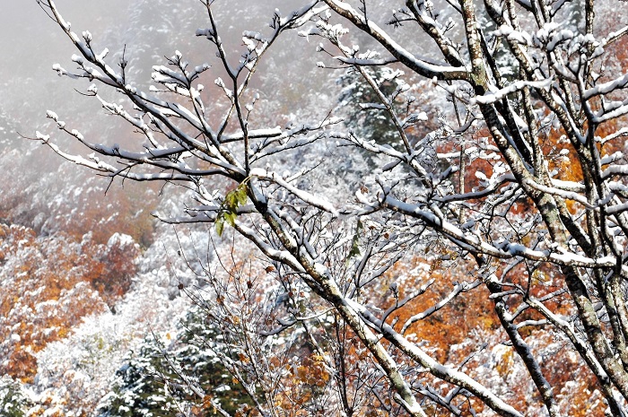 一晩でほとんどの葉が落葉し、冬本番かと思うほどの雪景色への変貌でした(2025年11月4日・7時54分)。