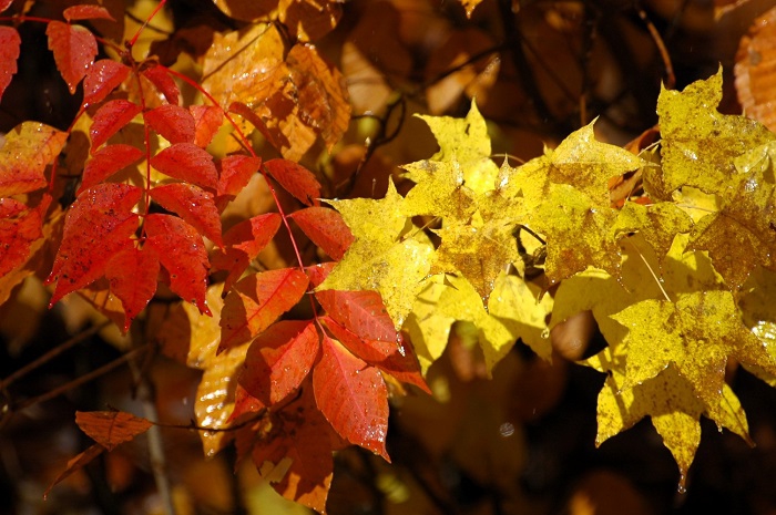 ブナ坂にて、かろうじて残っていた漆とカエデの紅葉の姿です(2025年11月4日・7時59分)。