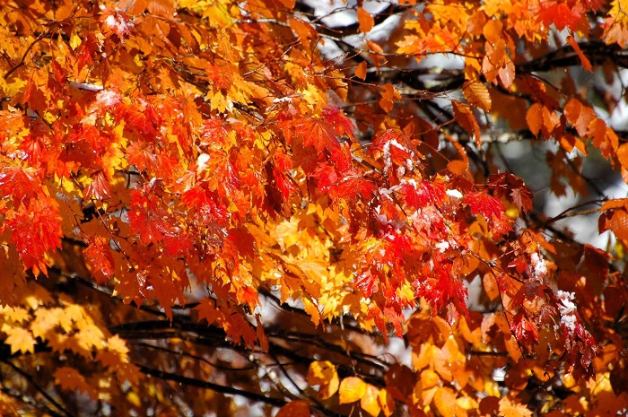 冷たい雪で洗われた紅葉のモミジの輝きは、今年の秋の中で一番の輝きに見えるほど綺麗な姿でした(2025年11月4日・7時55分)。