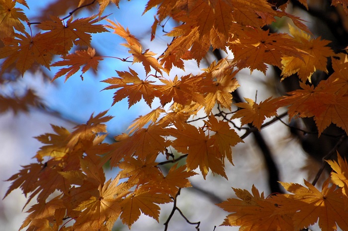 落葉の前の秋の素晴らしい紅葉の姿を魅せるモミジ。落ちてなお輝くモミジの葉。自然の姿からは多くのことを知らされますし、学ばされます(2025年11月4日・7時57分)。
