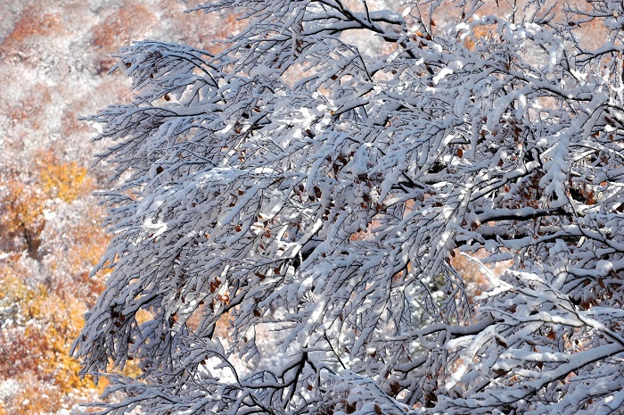 紅葉の葉も落ちて、一晩にて雪景色に染まる落葉樹の姿です(2025年11月4日・8時10分)。