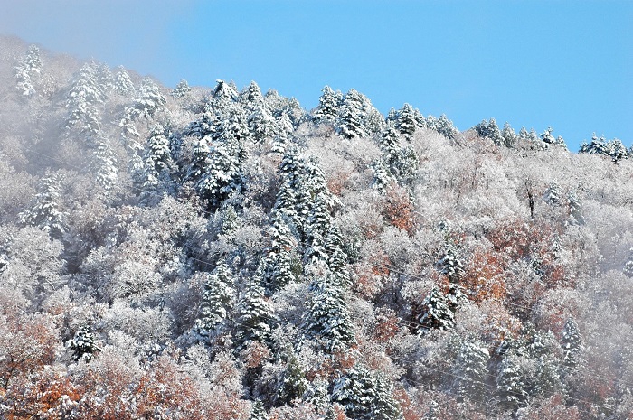 全山紅葉の姿に染まっていた山々も一晩にして雪景色へ(2025年11月4日・8時10分)。