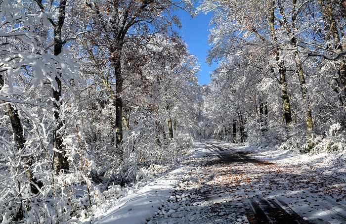 昨日まで晩秋の紅葉が見頃を迎えていた尾瀬ブナ平下部も全て白銀の雪景色に変貌していて、雪景色の美しさに改めて驚いた朝でした(2025年11月4日・8時18分)。