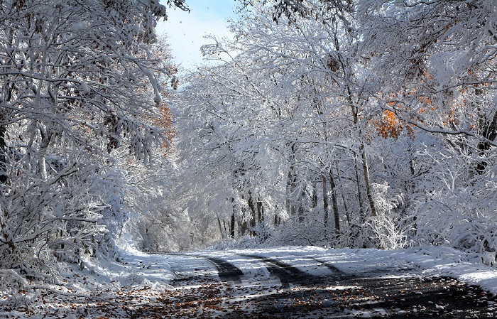 落ち葉と雪と原生林の雪景色。本当に綺麗な光景が見られたことに、感動でした(2025年11月4日・8時18分)。