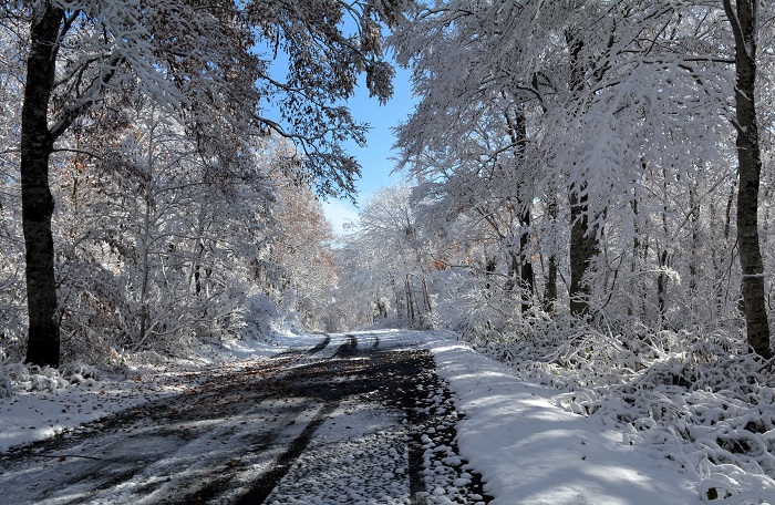 落葉と紅葉の景観から、一晩にして白銀の雪景色へ。光り輝く雪の光景が素晴らしい晩秋の光景でした(2025年11月4日・8時19分)。