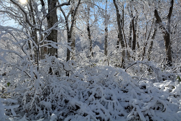 青空と山々の紅葉と真っ白な雪景色。素晴らしい景観の朝でした(2025年11月4日・8時22分)。