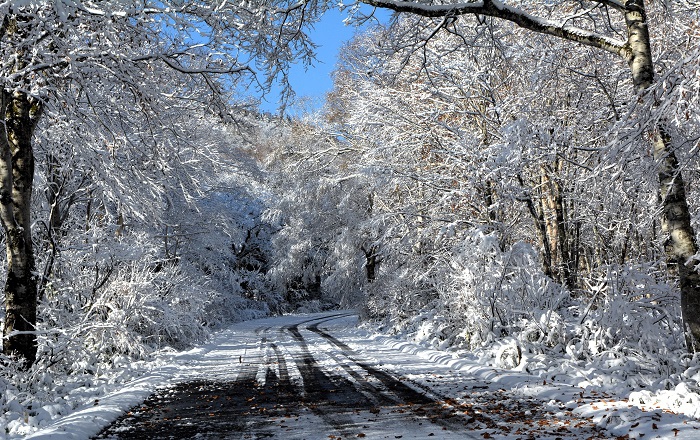 雪景色のトンネルを抜ける尾瀬ブナ平の朝。今年の紅葉シーズンの終わりを迎えた姿は、まさに最高のシチュエーションと驚きの美しさを魅せる紅葉のフィナーレだった(2025年11月4日・8時22分)。