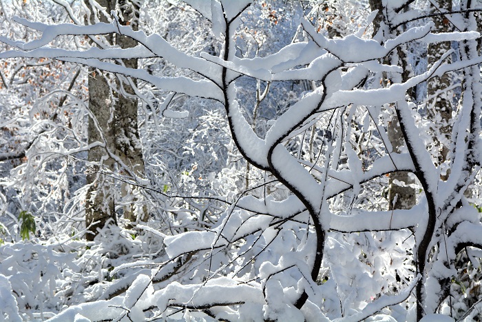 生活には大変な雪ですが、その自然の姿は、本当に美しく綺麗な雪の姿であり雪の結晶です(2025年11月4日・8時23分)。