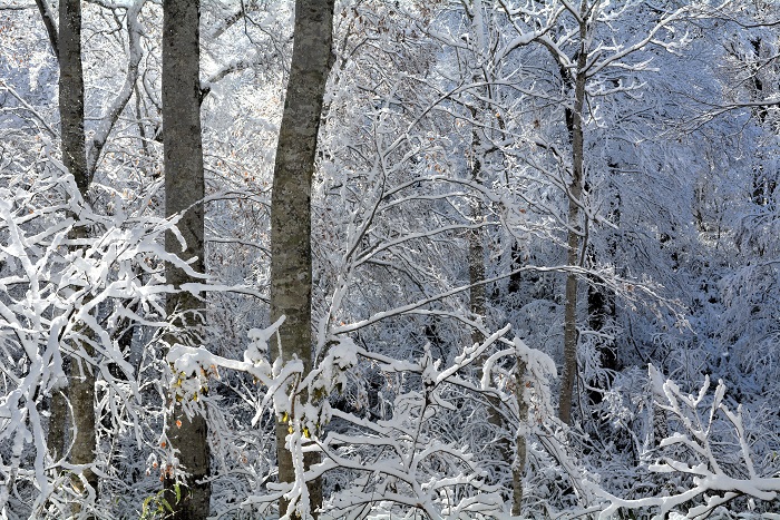 朝日が差し込む雪景色に染まった尾瀬ブナ平の晩秋の季節。雪景色に染まった木々の姿は素晴らしかった(2025年11月4日・8時19分)。