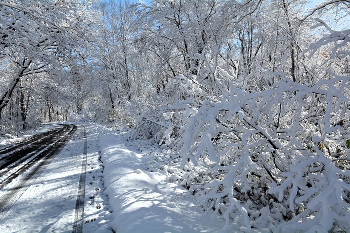 紅葉から落葉そして雪景色という季節の流れをこれほど短い日々の中で見ることになるとは・・・。今年の紅葉シーズンの終盤でした(2025年11月4日・8時20分)。