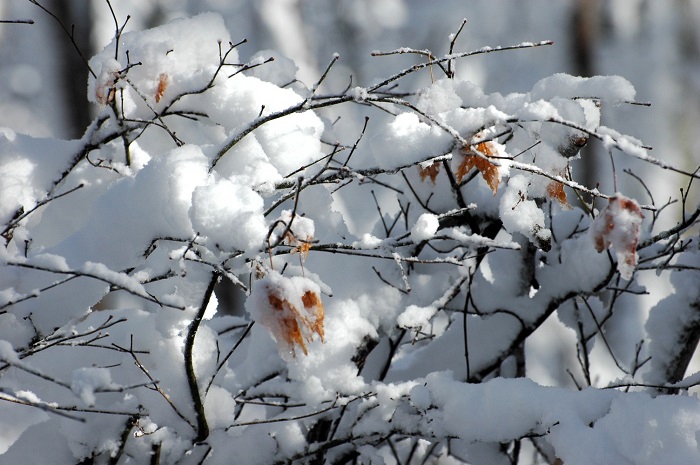 素晴らしい紅葉の姿と美しい秋の光景を見せてくれたモミジ。今年も感動の紅葉を見せてくれたモミジに、心から感謝の朝でした(2025年11月4日・8時28分)。